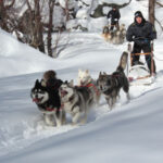 Man with sled dogs running and sledding through snow