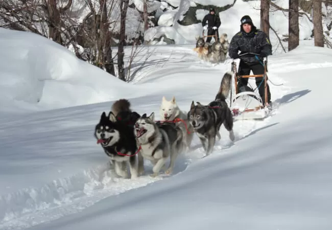 Man with sled dogs running and sledding through snow